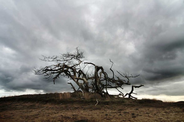Higher Temperatures May Doom Many Trees