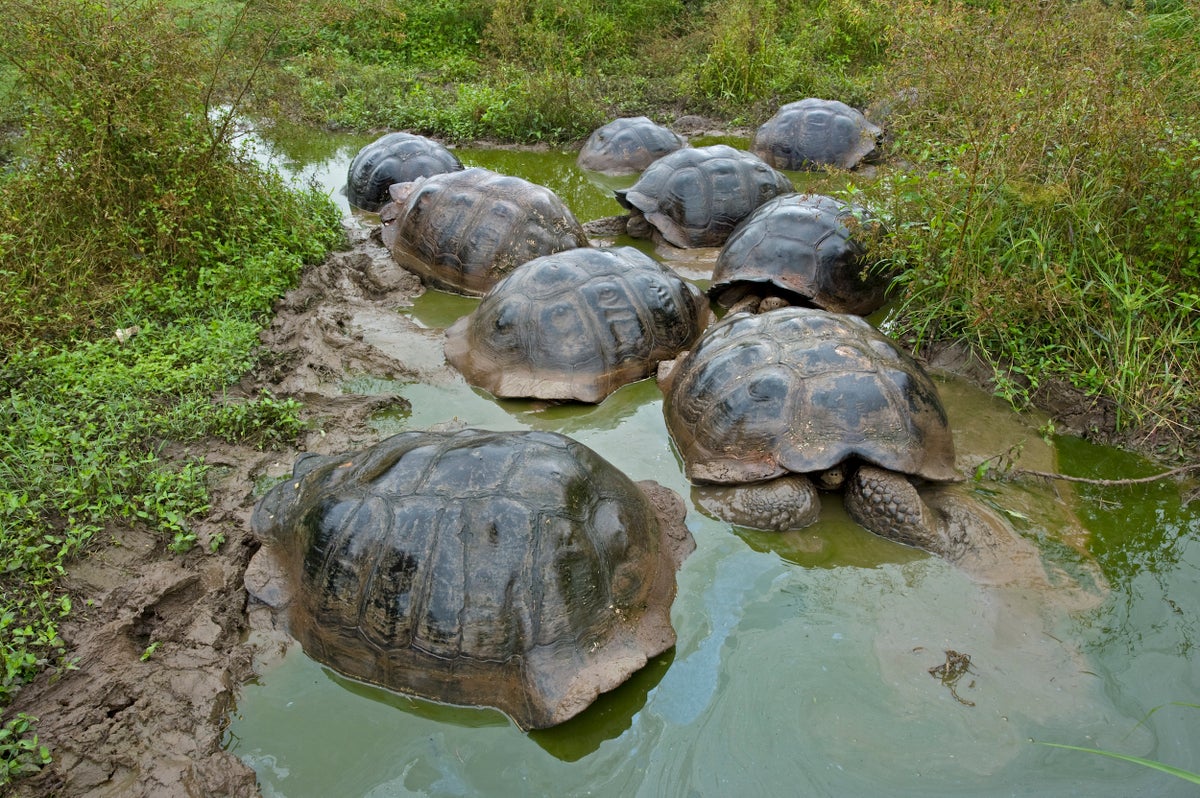 Moby-Dick and the Galápagos Tortoises | Scientific American