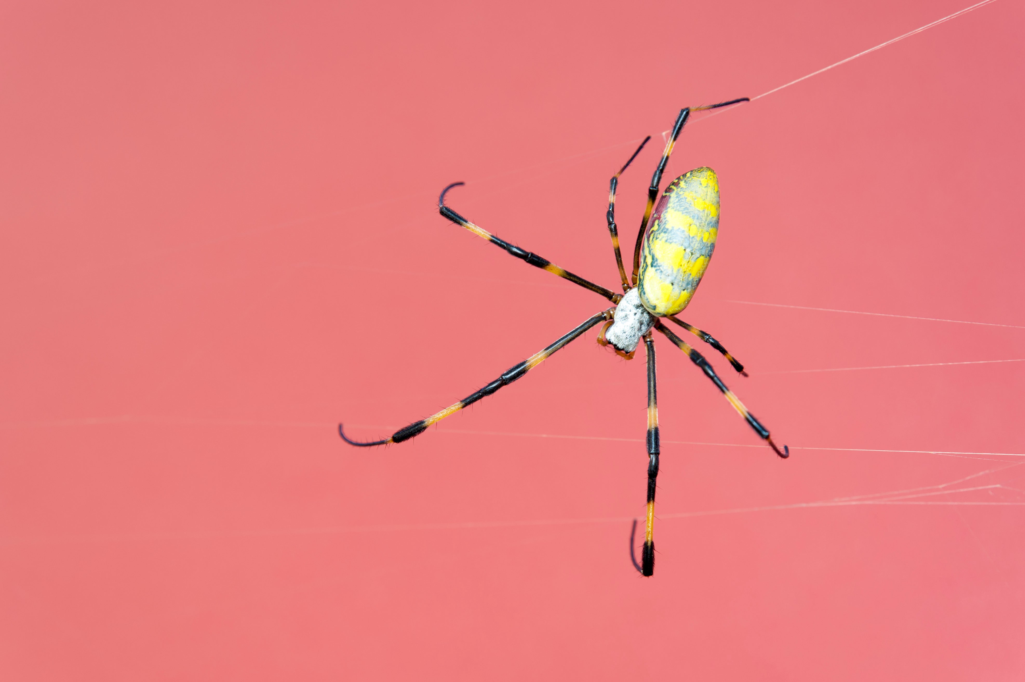 Hundreds Of Thousands Of Palm Sized Flying Spiders Might Invade The