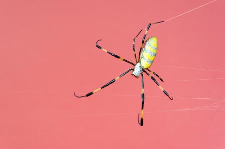 Joro spider against pink background