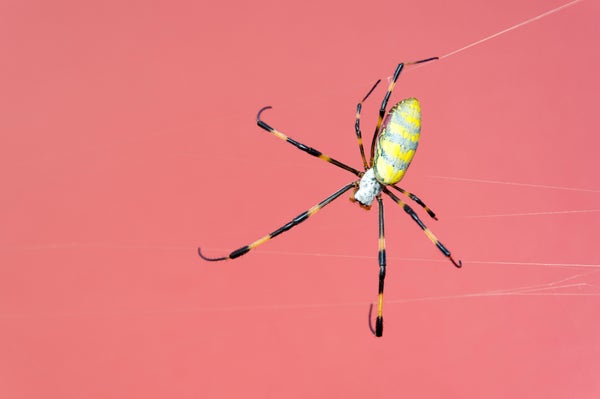 Joro spider against pink background