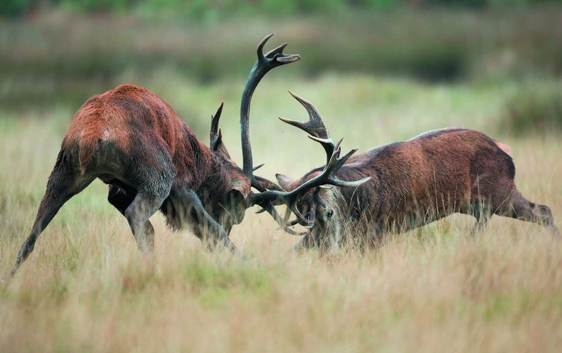 What Are Animals Thinking when They Face Off? - Scientific American