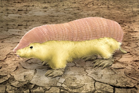 Pink fairy armadillo close up