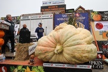 How to Grow a 2,560-Pound Pumpkin