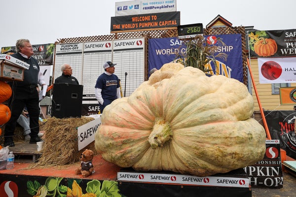 Three men look at the scale that a giant pumpkin sits on.
