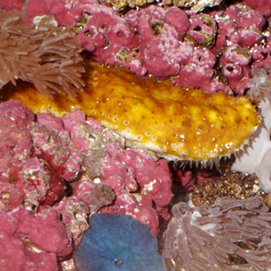 Deep-Sea Denizen Inspires New Polymers