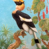 GREAT INDIAN HORNBILL, one of many bird species Knight depicted