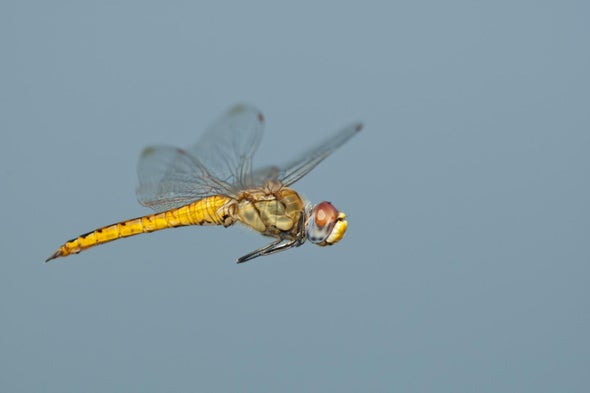 This Dragonfly Outmigrates Monarchs