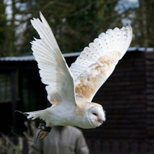 "SuperToxic" Rat Poison Kills Owls Scientific American