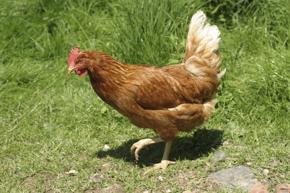 Chicken Scent Deters Malaria Mosquitoes