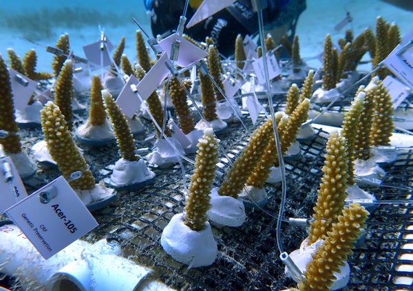 Young staghorn coral in a coral nursery