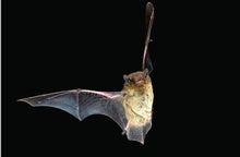 Echolocation Drains Bats Traveling through Noise