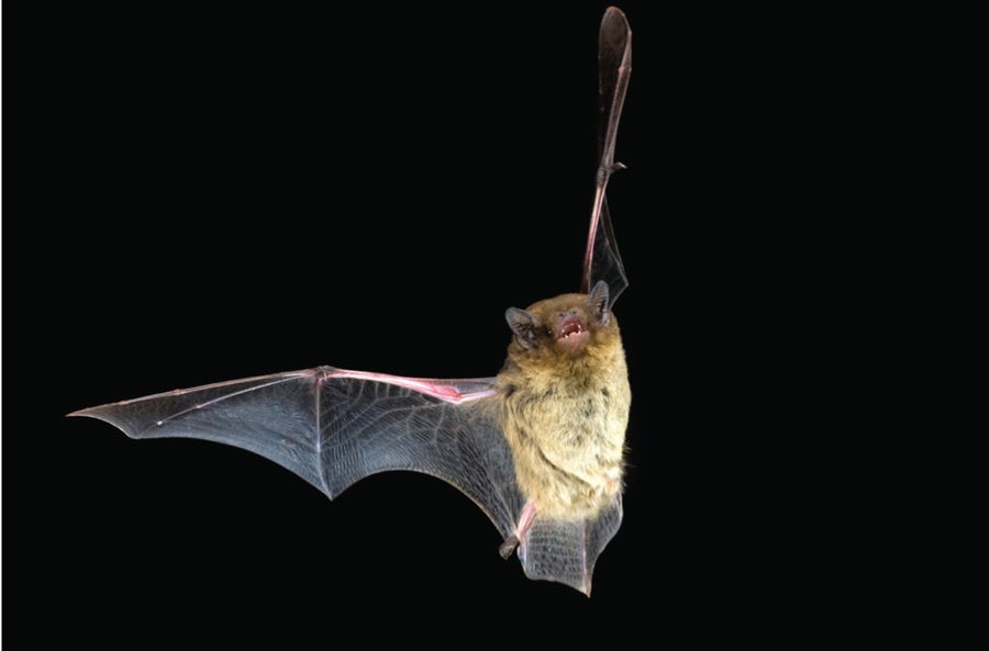 Echo bat. Bats echolocation.