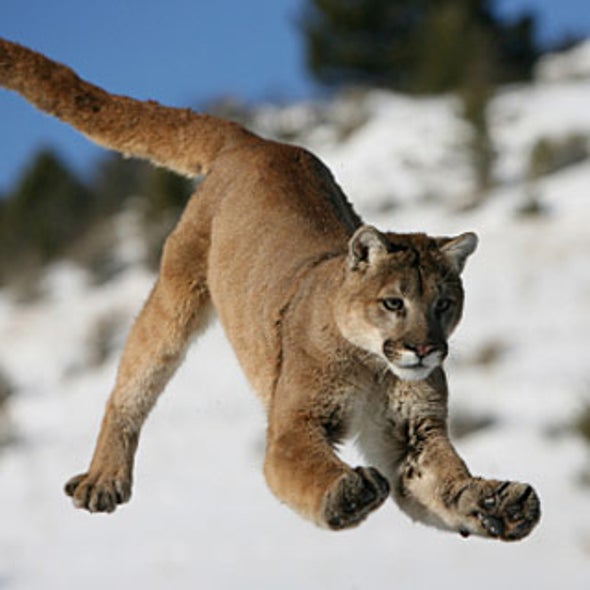 Should You Run or Freeze When You See a Mountain Lion?