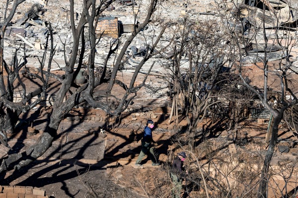 2 people with helmets and masks walking amoug burnt trees in Lahaina after the fire.