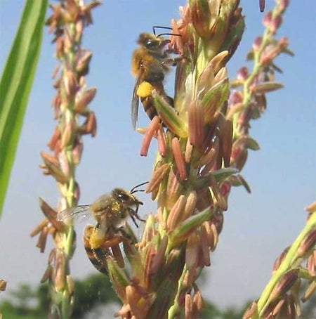 honeybee