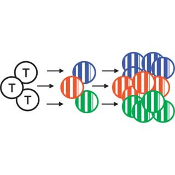 Divide to Conquer: Infection-Specific T Cells Multiply to Fight Infection