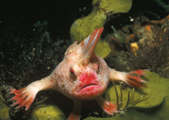 Smooth Handfish Extinction Marks a Sad Milestone
