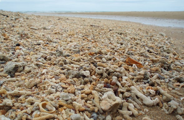 Corals Can Inherit Symbiotic Adaptations to Warming