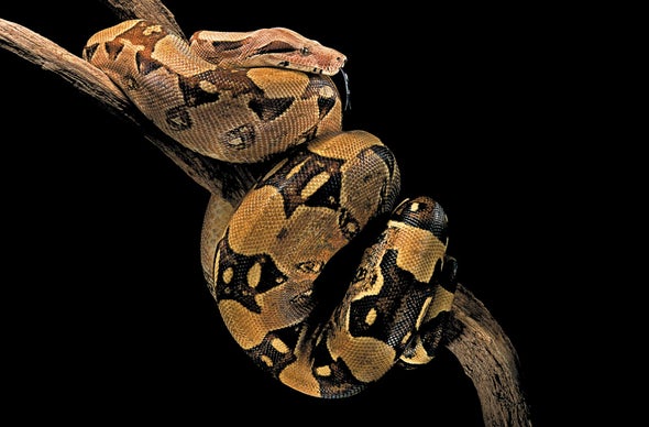 How Snakes Breathe while Crushing Prey