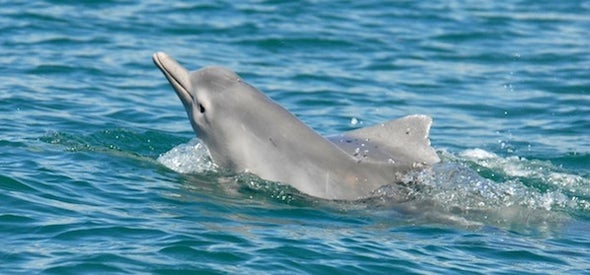 New Species of Humpback Dolphin Proposed