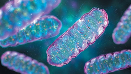 Colorful illustration of textured oval shapes described as representing mitochondria.