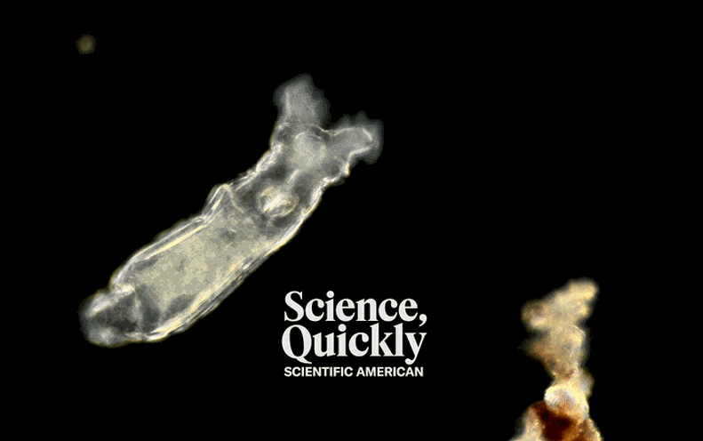  nematode nematode worm roundworm isopod flatworm platyhelminth sea slug nudibranch-0