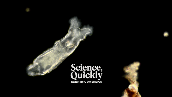 A light microscope image of a small transparent wormlike creature on a black background