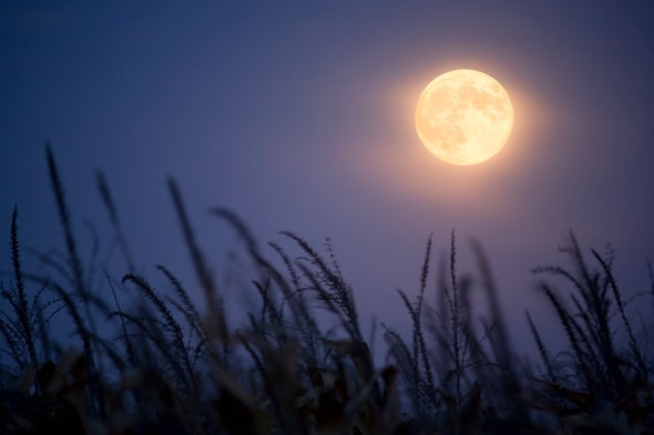 Mammals Moonlight around Human Settlements
