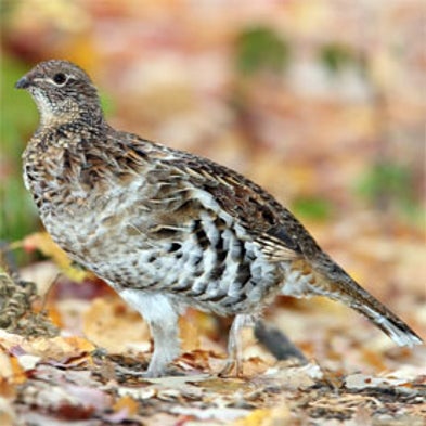 Ruffed Grouse Drumming Survey