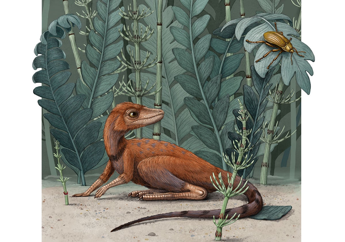 Teensy Pterosaur Was the Size of a House Cat