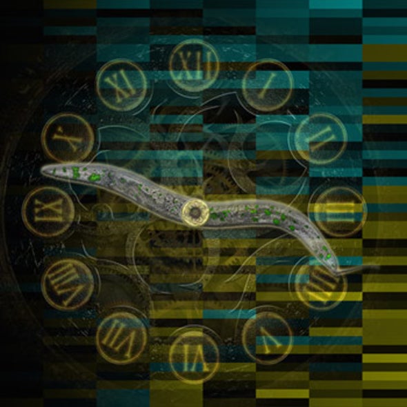 Aging May Be Controlled by Brake and Accelerator Genes