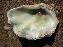 Mother-of-Pearl Holds the Key to Historical Ocean Temperatures