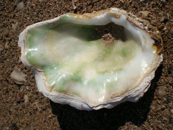 Mother-of-Pearl Holds the Key to Historical Ocean Temperatures