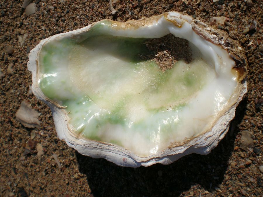 Mother Shell Mother-of-Pearl Holds the Key to Historical Ocean Temperatures ...