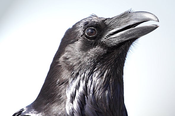 Nevermore, or Tomorrow? Ravens Can Plan Ahead