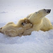 POLAR BEAR WITH CUBS: