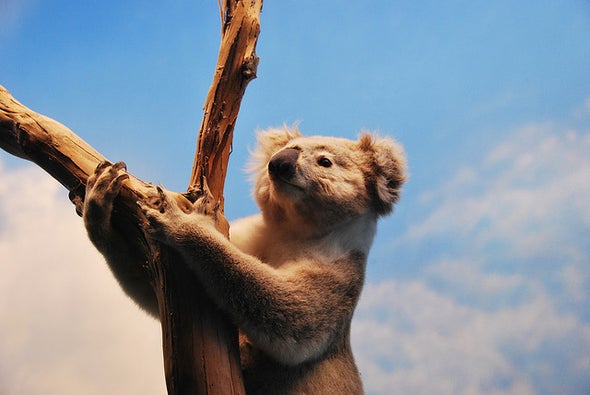 Treating Koala STDs May also Quash Their Essential Gut Microbes