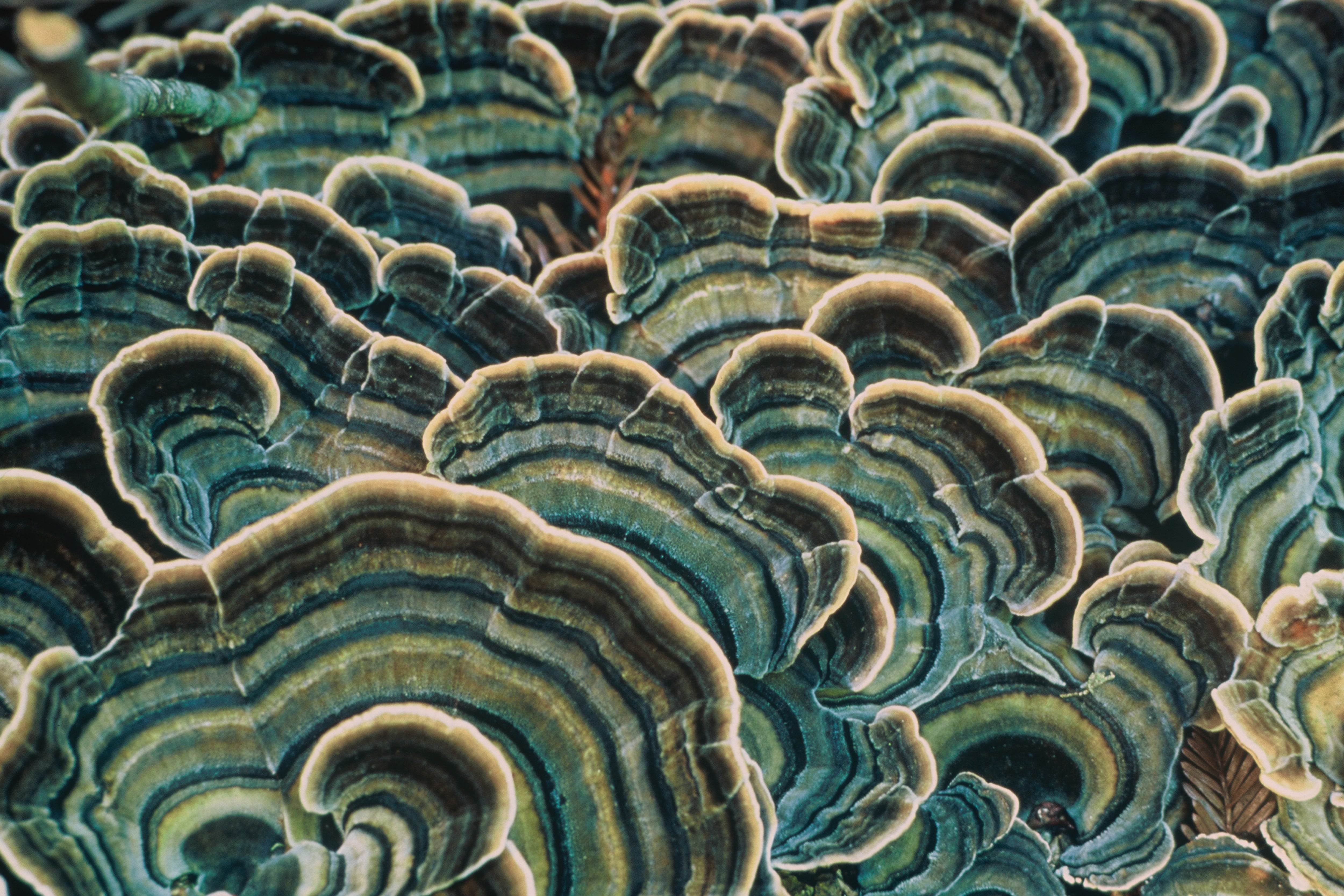 A Poetic, Mind-Bending Tour of the Fungal World