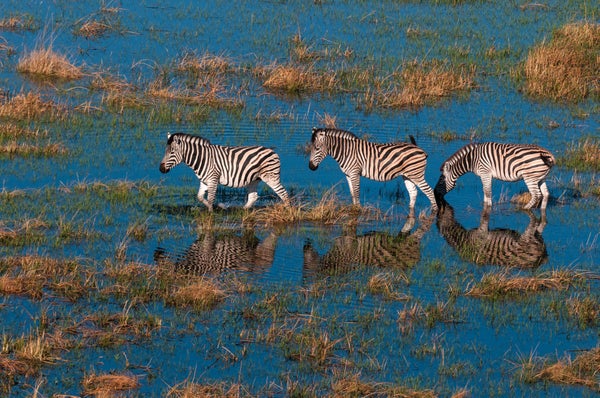 Aerial view of 3 zebras walking through flooded ground.