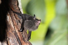 These Baby Bats, like Us, Were Born to Babble