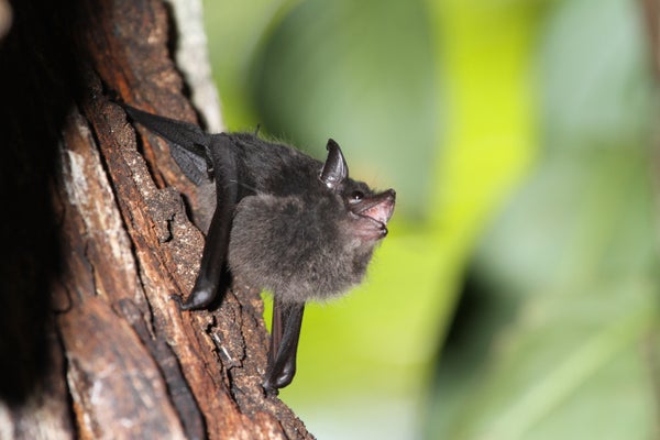 A small furry bat hangs from a tree appearing to vocalize.
