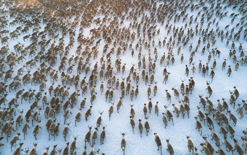 Packing the Tundra with Animals Could Slow Arctic Melt - Scientific American