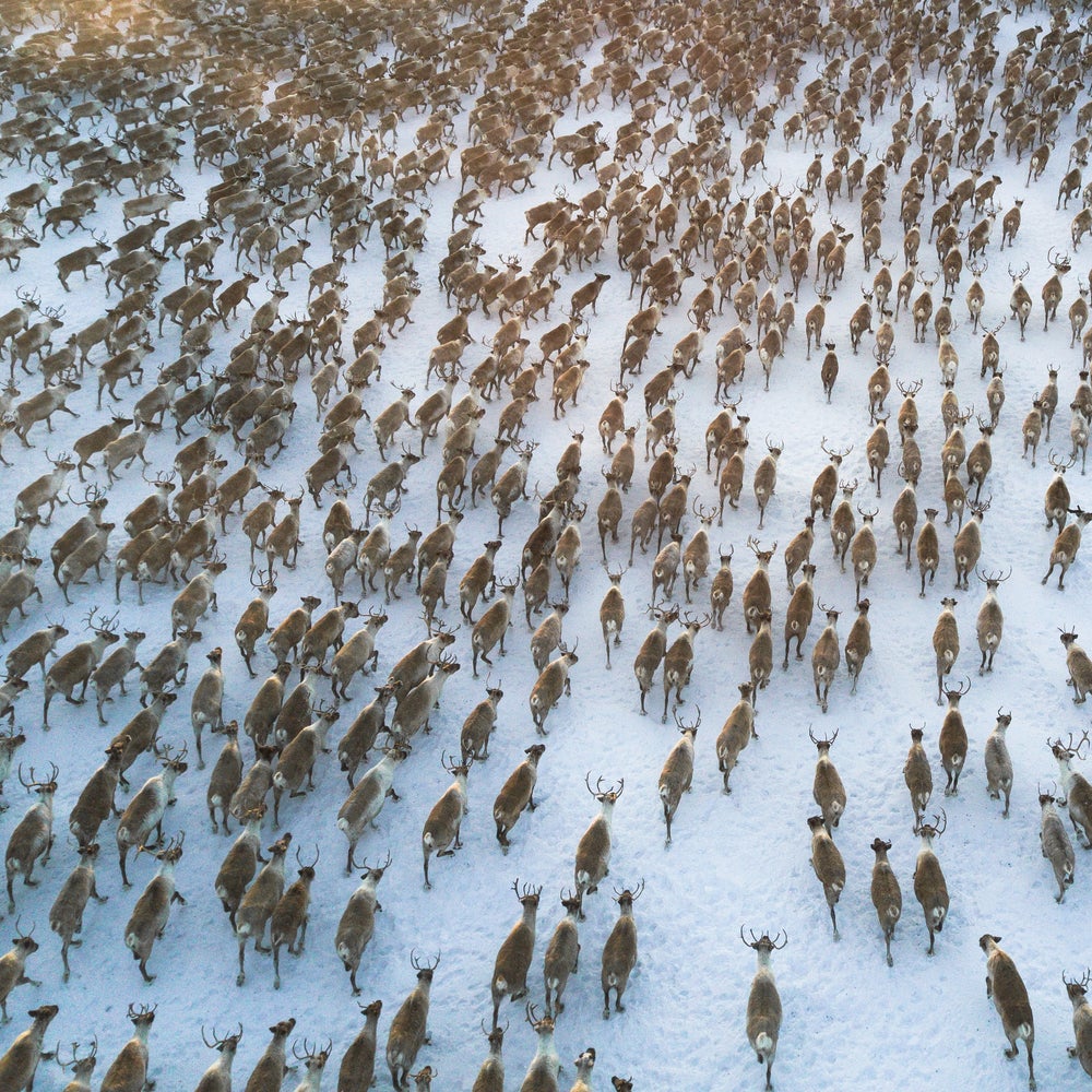 Packing the Tundra with Animals Could Slow Arctic Melt ...