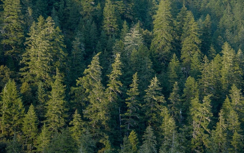 Rising Temperatures Stunt Tree Growth - Scientific American