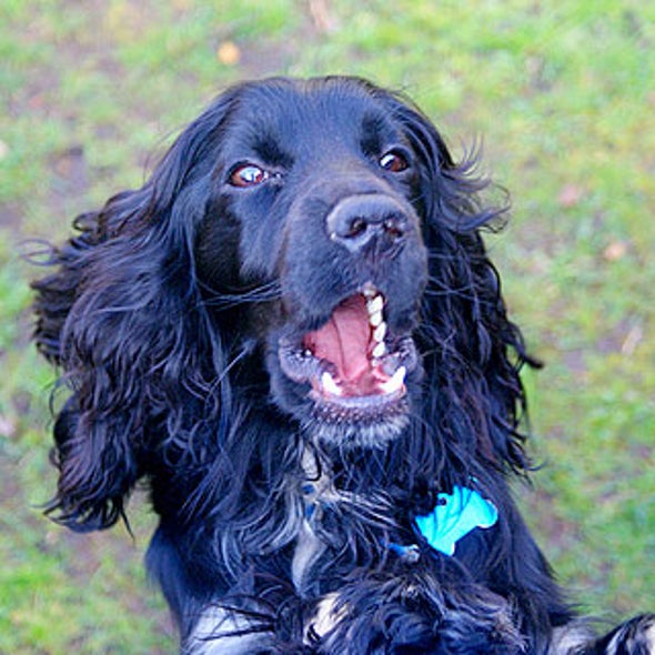 Fact Or Fiction Dogs Can Talk Fact Or Fiction Dogs Can Talk