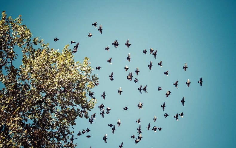 Millions of Birds Are Migrating Earlier Because of Warming - Scientific  American