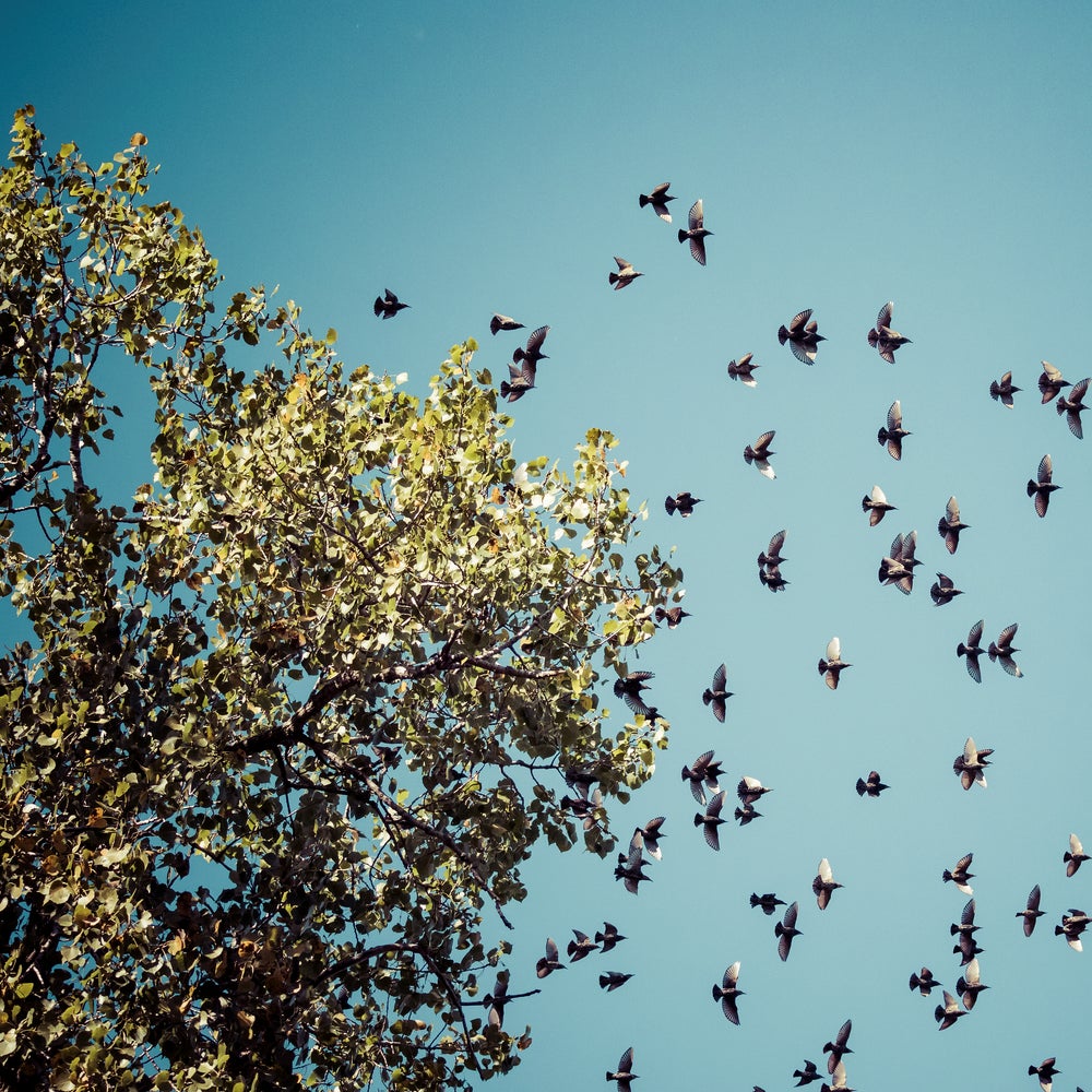 Is a Warming World Changing How Birds Migrate? Discover Now