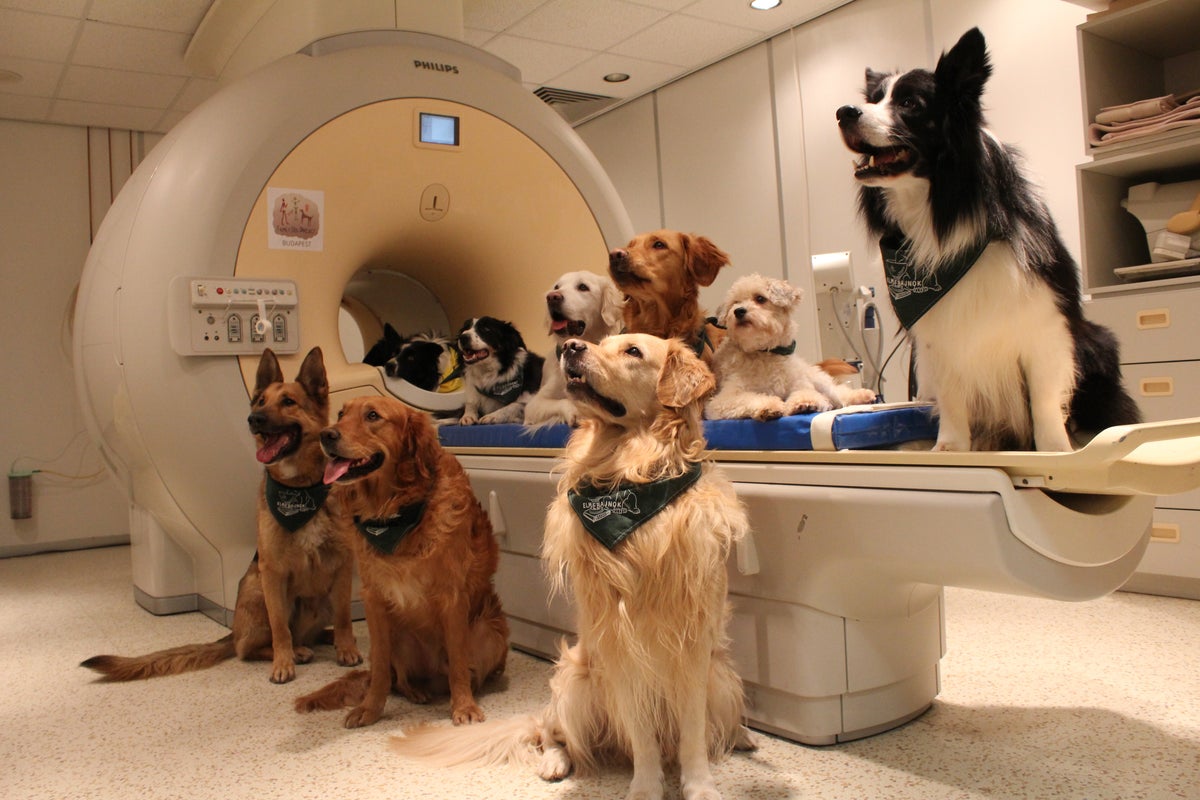 30 Of The Smartest Dog Breeds As Proved By Science