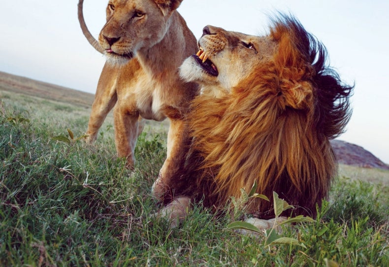 Lions Are Making a Surprising Comeback--but Only When They Are